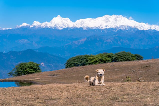 Poon Hill Trek