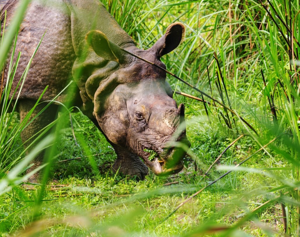 Rhino is eating the grass in wildlife, Chitwan national park, Nepal